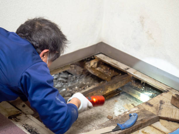 Macarthur, WV Mold Remediation Company