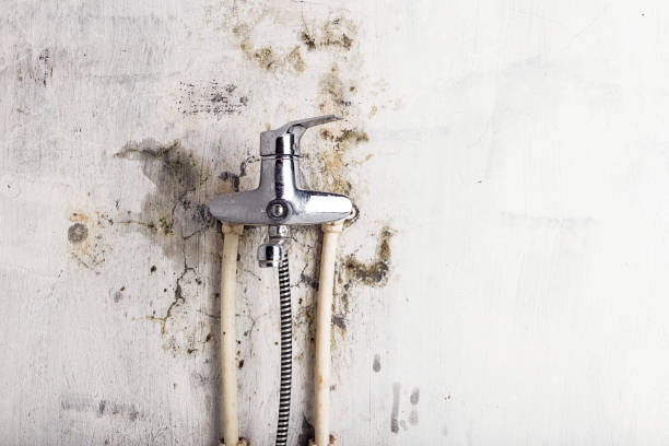 Best Bathroom Mold Remediation in Macarthur, WV