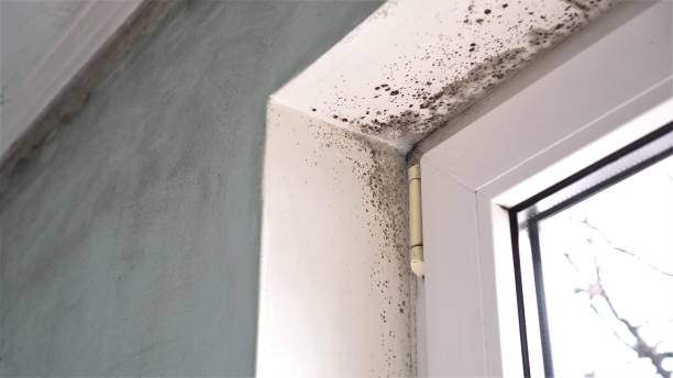 Best DIY Mold Remediation Support Services in Macarthur, WV
