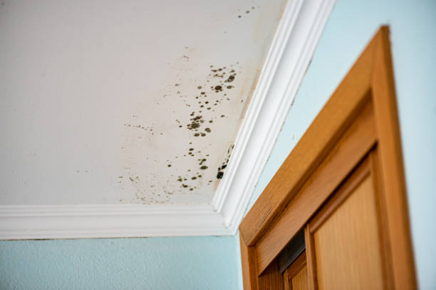 Best Post-Flood Mold Remediation in Macarthur, WV