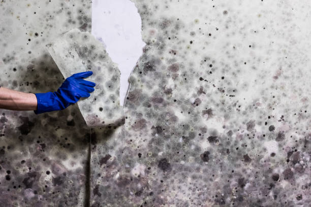 Best Mold Remediation for Schools in Macarthur, WV